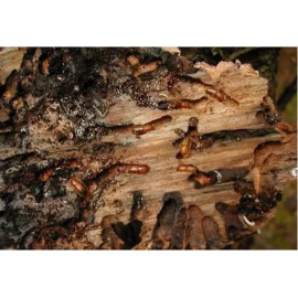 Консервант древесины ConWood Cristal Premium зеленый, 1 кг
