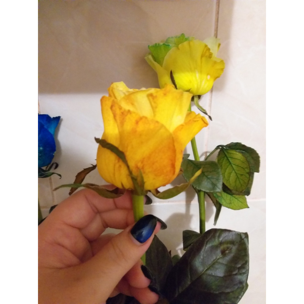Краситель для срезанных цветов желтая PreFlower Color 100 г