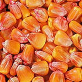 Краска для семян красная REDCORN 5 л